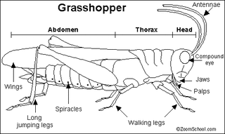 grasshopper wing structure